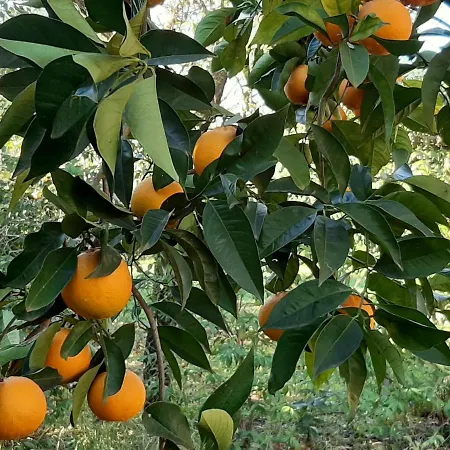 Séjour à la ferme Podere Bedin San Felice Circeo